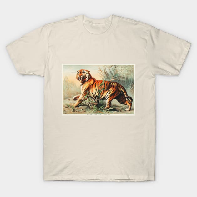 Royal Bengal Tiger (1880) T-Shirt by WAITE-SMITH VINTAGE ART